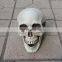 Halloween skeleton skull, Halloween skull bones life size realistic Skull Haunted House Escape horror props Decorations