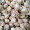 Fresh peeled garlic bulk