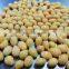 Top Quality Haccp Certified Frozen Ginkgo Nut IQF Ginkgo Nut
