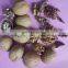 chocolate coated walnut importers of walnuts in dubai walnut red dates