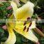 Decorative yellow king wide varieties fresh cut lily flower