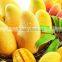 Advanced technology double channel mango pulper machine