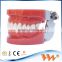 High quality teeth model set/human teeth model/dental model trimmer