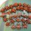 2011 autumn stemless star aniseeds