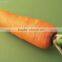 chinese new crop shandong fresh Carrot in carton