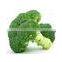 Factory Bulk-supply favorable price Instant Broccoli powder Spray-dried powder with good water-solibility