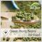 Chinese MungBeans,Mung Bean Prices,Fresh Green Beans Competitive Price