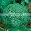 ABR011 Lvjian 60 days hybrid vegetable seeds of broccoli seeds