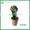 Ornamental indoor Graft Mini Cactus bonsai