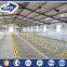 China Large Span Chicken Egg Poultry Farm