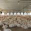 Poultry fan/broiler breeder house fan/chicken fan/egg fan/cone fan/chicken farm