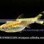 Rasbora Fish For Sale and Export