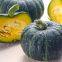 Wholesale Delicious Sweet Pumpkin Seeds for Growing