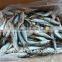 Hot sale Frozen Fish Sardinella lemuru Whole Round Exporting