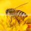 Multiflora honey in bulk or bottle packaging