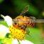 Multiflora honey in bulk or bottle packaging