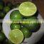 VIETNAMESE EXPORTING LIME/ GREEN LEMON WITH BEST PRICE