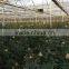 H2h Hydroponic Systems and Greenhouses