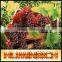 Huminrich Leonrdite Source Efficient Foliar Fertilizer Liquid Humic Acid