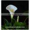  online shopping fresh flowers white calla lilies in china for sale