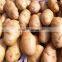 crop patato new season potato good quality potato