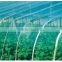 greenhouse film for vegetable in agricultural products