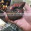 Natural rainbow ammonite fossils snail fossils specimen minerals