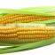 High quality corn protein peptide for food additive