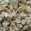 supplier of commom raw peanut kernels 25/29 in bulk package