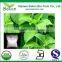 Organic Stevia Leaf Extract Powder