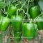 Non-edible Vegatable Seed For Planting Hybrid Bell Pepper Seed