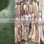 BQF illex argentina/argentinus squid WR