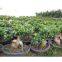 Ficus Ginseng Microcarpa Mini Potted Bonsai Tree Taiwan Ficus Banyan Fig Indian Laurel Fig Indoor Ornamental Plants