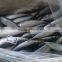 Fresh Frozen Mackerel Fish, Seafrozen Mackererl for Sale 2015