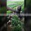 China mini walking/hand held tractor /cultivator/tiller12-20hp high quality