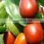 Turnkey project complete set of palm dates processing line Date Syrup Production line factory manufacture 500kg/hr