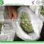 IQF frozen broad beans