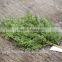 76 cm christmas decorative dry branch