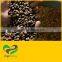 The No.1 Robusta Roasted Coffee Bean for Exporting In Bulk