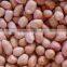 Supply High Quality Peanut kernels