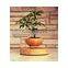 plastic bonsai pots wholesale