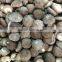 Price for Frozen Shiitake Mushroom Whole