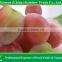 Organic Table Grape fresh globe grape from china