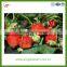 Chinese fresh strawberry for sale size: 22-28mm