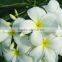 Natural plant Plumeria obtusa