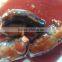 Competitive Price Delicious Fresh Material Sardines Fish Canned in Tomato Sauce
