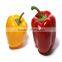 High Yield Anti Virus Sweet Pepper/Capsicum Seed For Sale