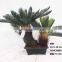 1071-32 plastic pot cycads tree