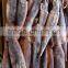 Illex Squid Seafrozen