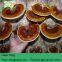 reishi mushroom